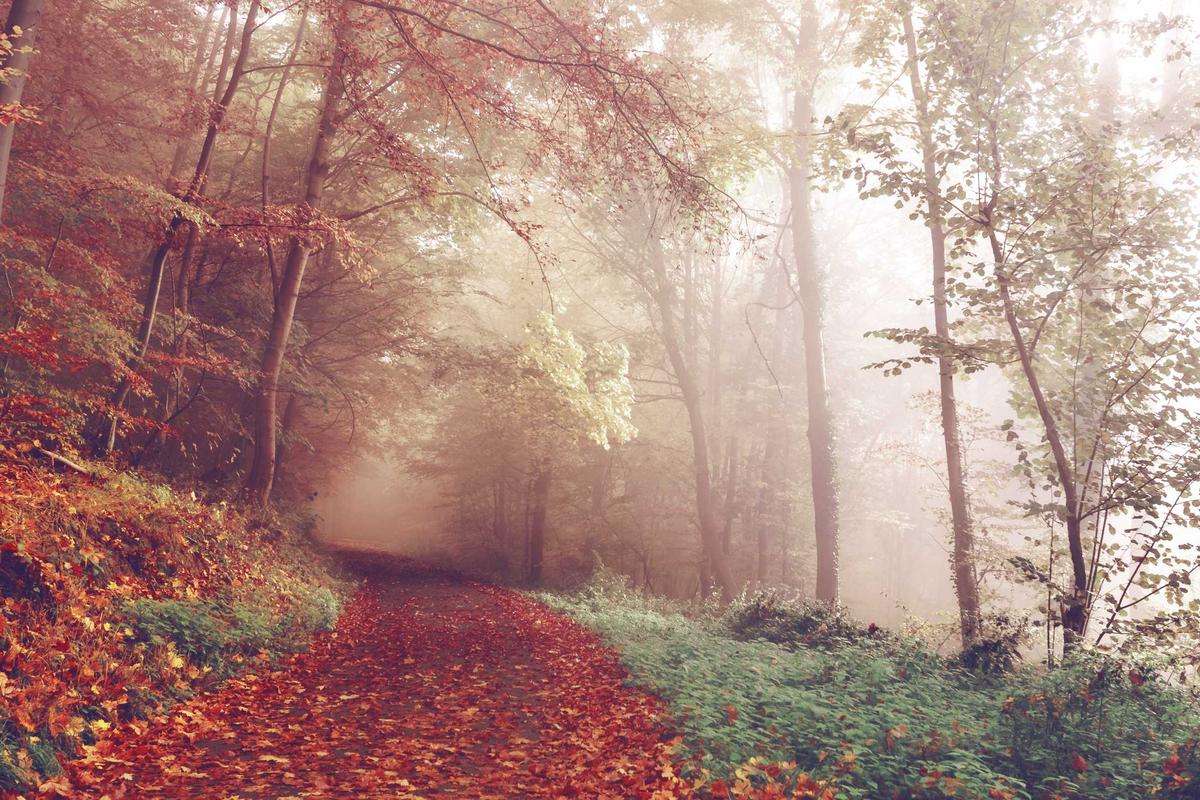 Mailchimp vs Constant Contact: Which Email Platform Wins in